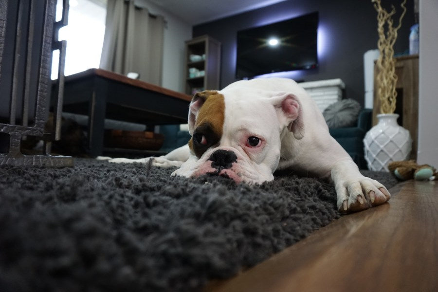 dog lying on the rug 