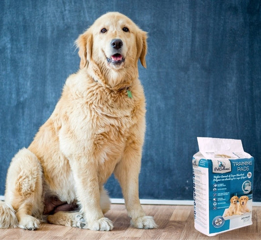 How Many Puppy Pads a Day Does a Puppy Need?