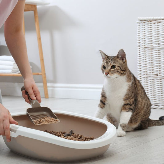 a lady holding litter scope sitting beside cat litter tray, scoping up litter from the tray. a cat is sitting next to the litter tray looking at the lady.