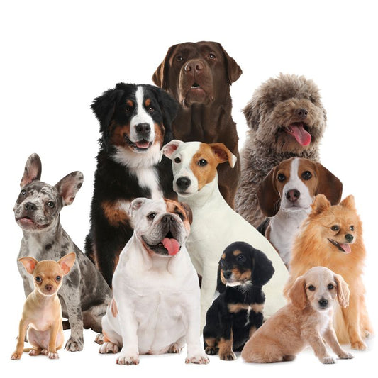 11 different dog breeds sitting together, from small to big dogs