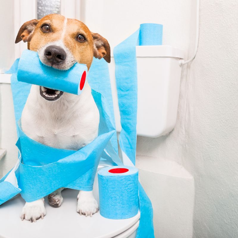 a dog sitting on top of toilet seat, toilet paper is all around his body and he is holding one roll in his mouth