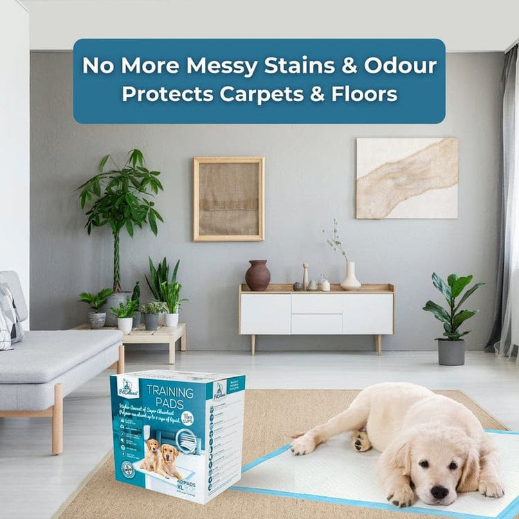 PetCellence puppy training pad and XL 40 pack box in a living room
