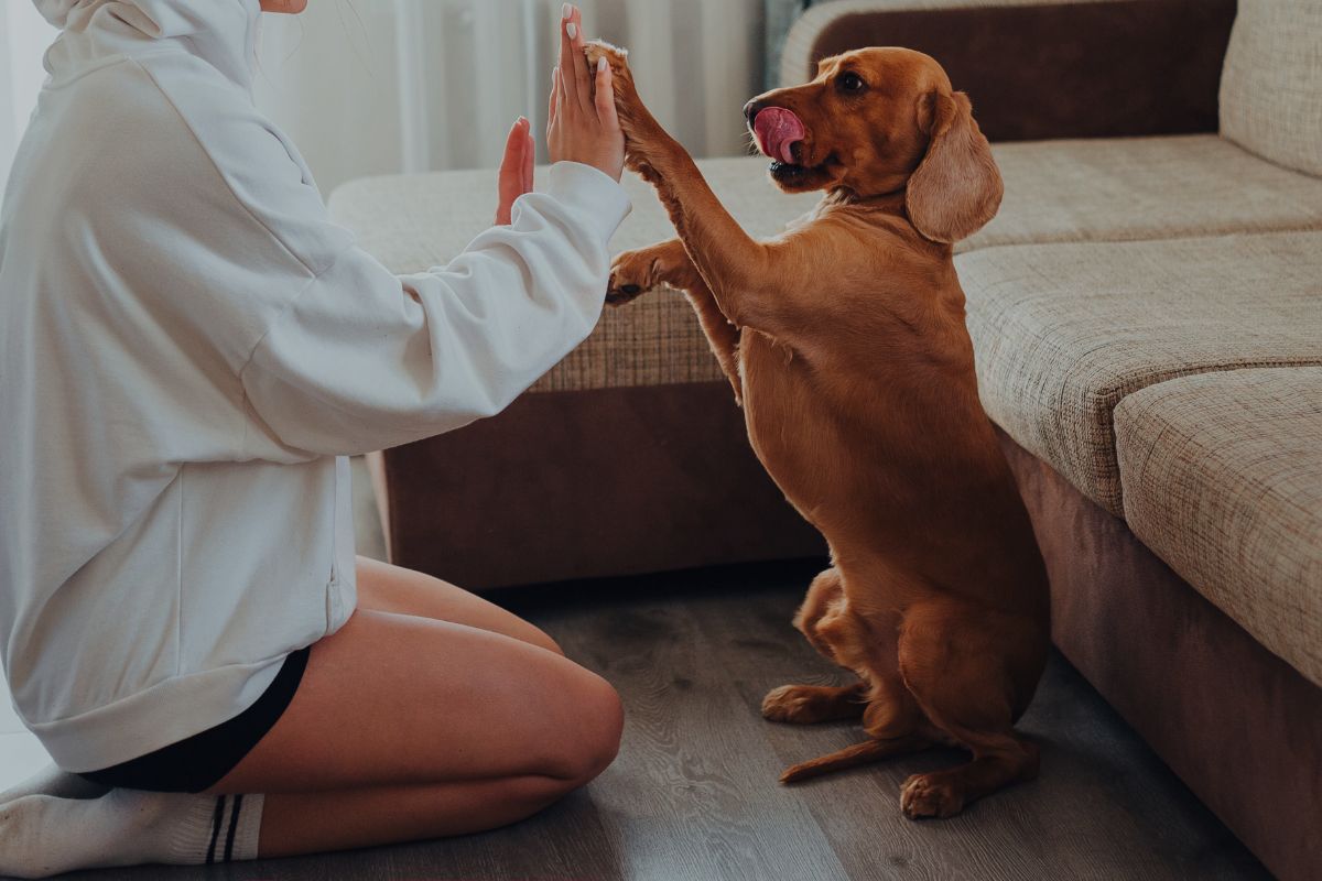 A person in a white hoodie kneels on a wooden floor, high-fiving a brown dachshund dog in a living room next to a beige sofa.