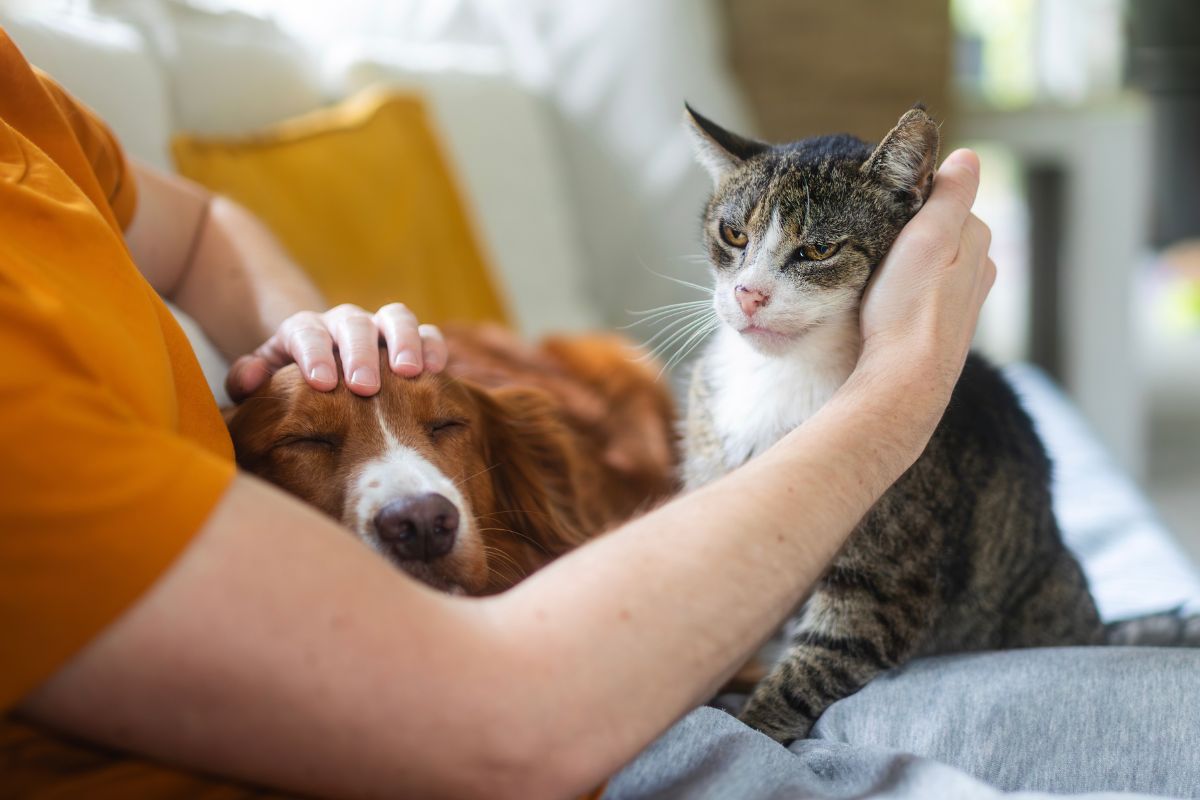 A person in an orange shirt pets a brown and white dog and a gray tabby cat sitting together on a couch in a bright living room.